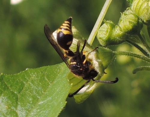 Eumenes sp.