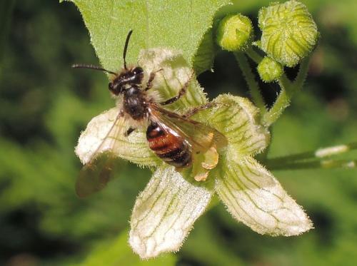 Andrena florea