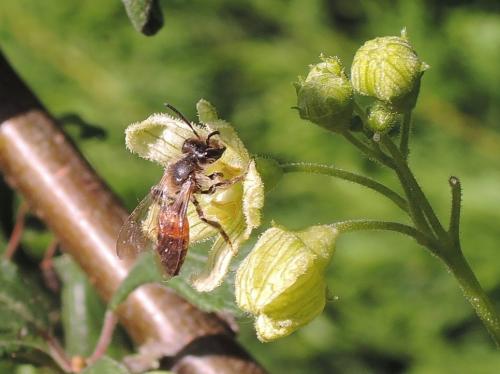 Andrena florea