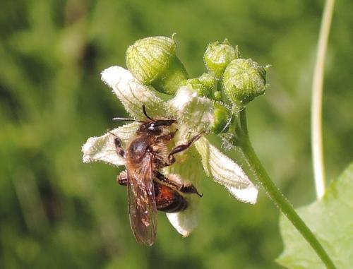 Andrena florea