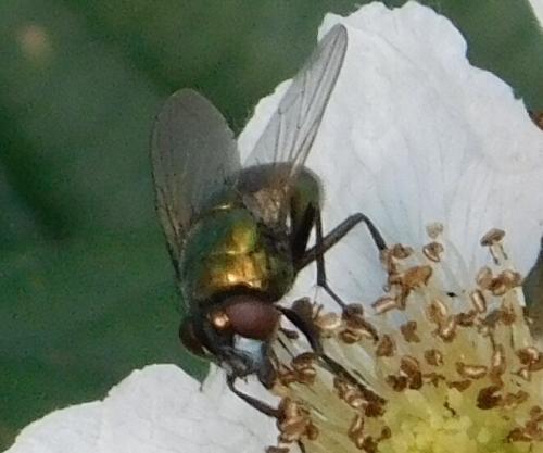 Neomyia sp.