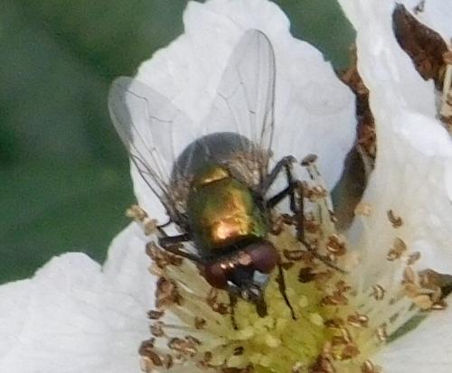 Réf. 155 288 : Neomyia sp.