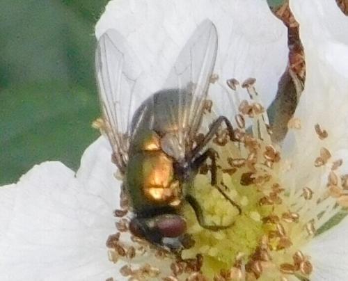 Neomyia sp.