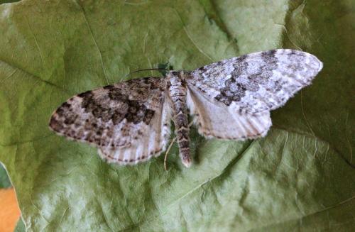 Réf. 155 974 : Entephria caesiata