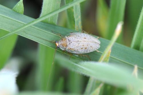 Ectobius pallidus