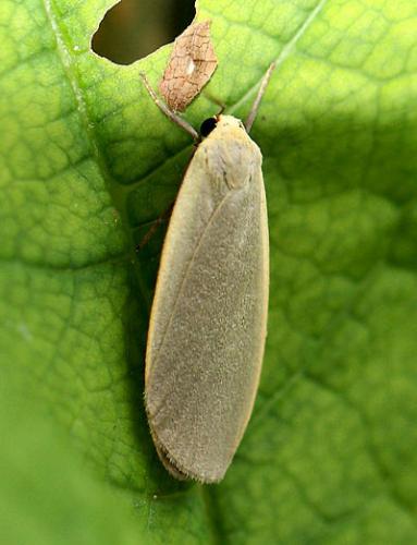 Eilema griseola
