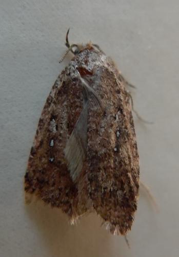 Réf. 155 638 : Agonopterix sp.