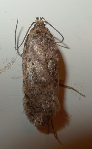 Réf. 155 817 : Agonopterix sp.