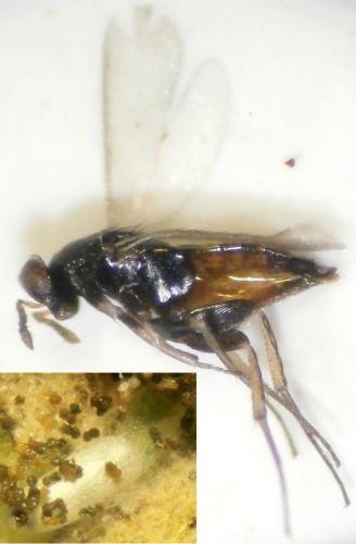 Elasmus nudus