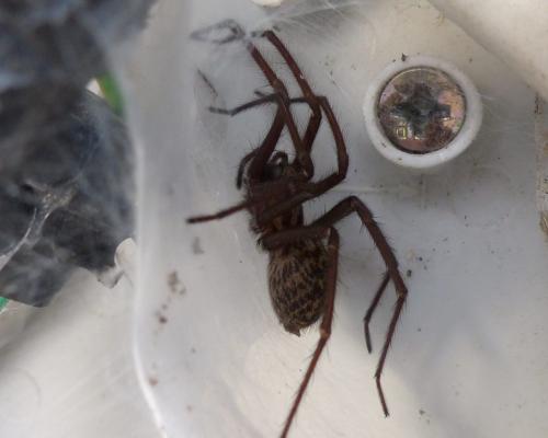 Eratigena atrica