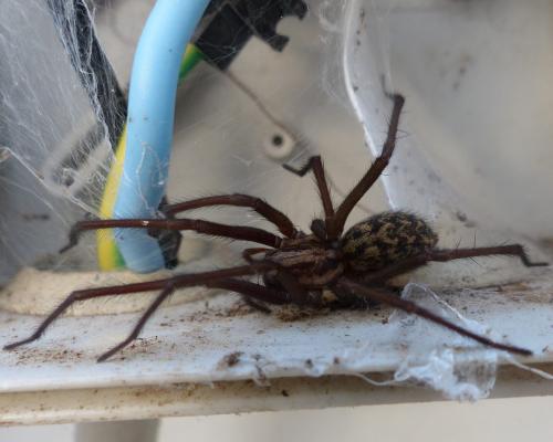 Eratigena atrica