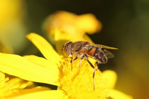 Réf. 155 718 : Eristalinus taeniops