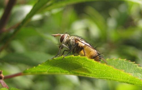 Frontina laeta