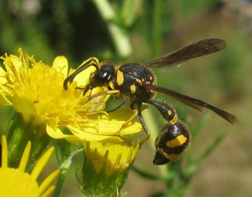 Eumenes sp.