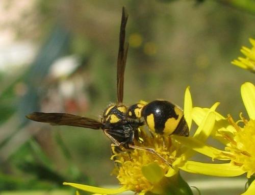 Eumenes sp.