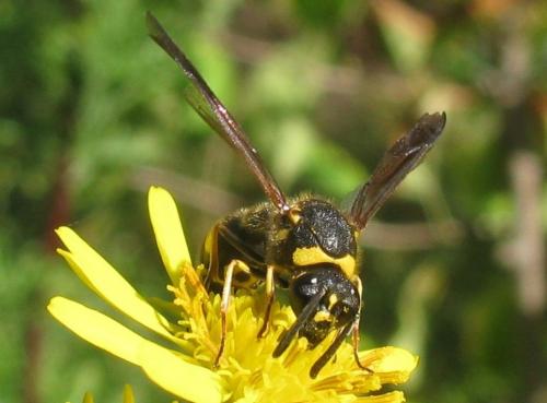 Eumenes sp.