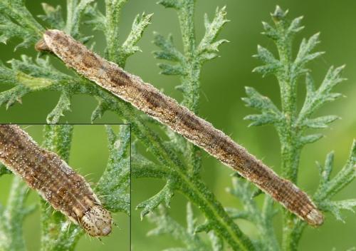 Réf. 155 852 : Eupithecia icterata