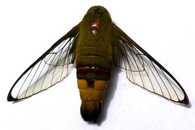 Cephonodes hylas