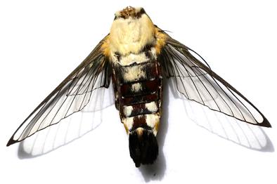 Cephonodes hylas