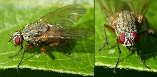Helina impuncta
