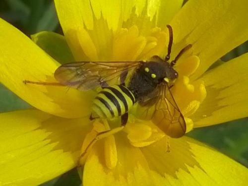 Nomada sp.