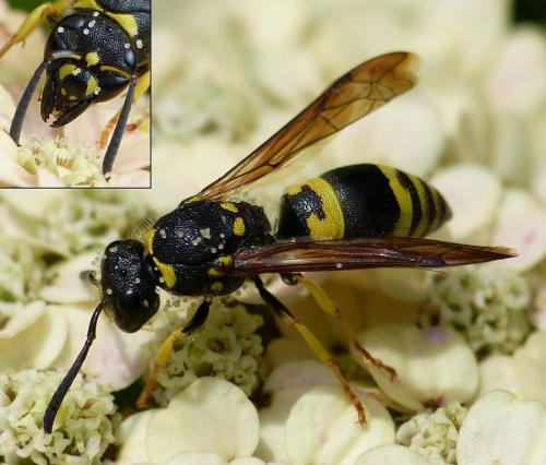 Réf. 155 253 : Ancistrocerus sp.