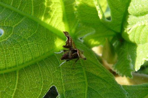 Réf. 155 276 : Choreutis nemorana