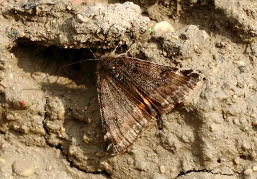 Boudinotiana notha