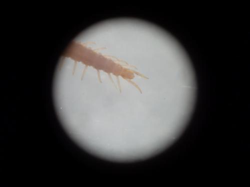 Geophilus easoni