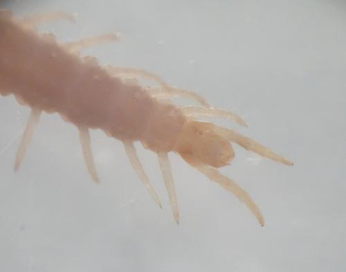 Geophilus easoni