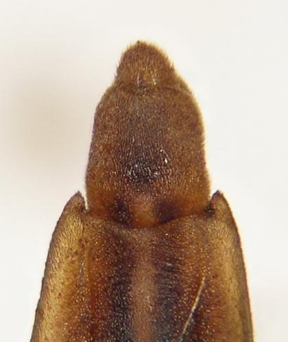 Gerris lateralis