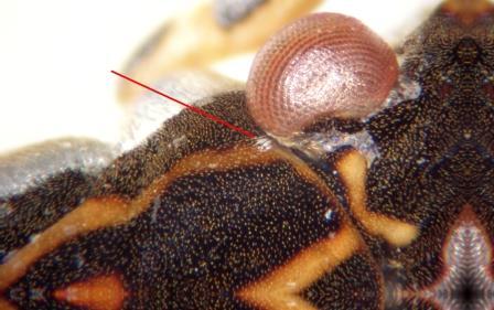 Gerris lateralis