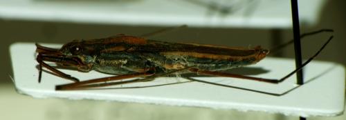 Gerris costae