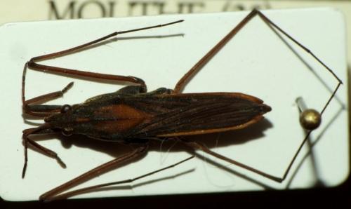 Gerris costae