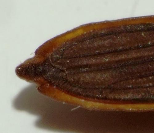 Gerris costae