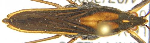 Gerris costae