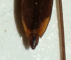 Gerris lateralis