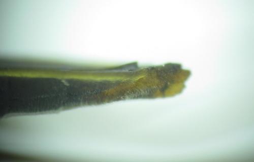 Gerris sp.