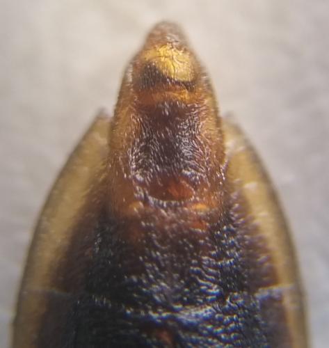 Réf. 155 475 : Gerris sp.