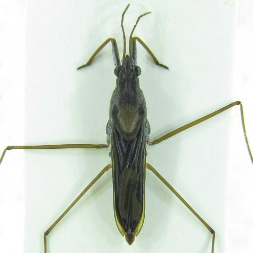 Gerris sp.