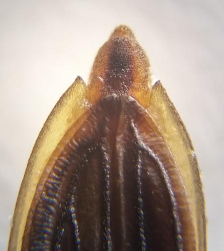 Gerris sp.
