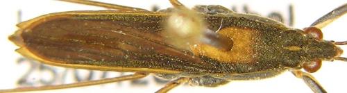 Gerris thoracicus