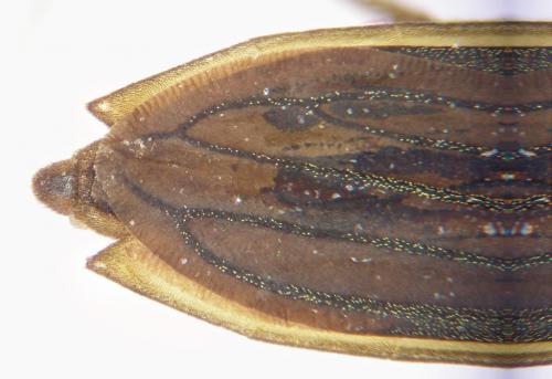 Gerris thoracicus