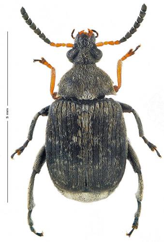 Réf. 155 456 : Bruchus rufimanus