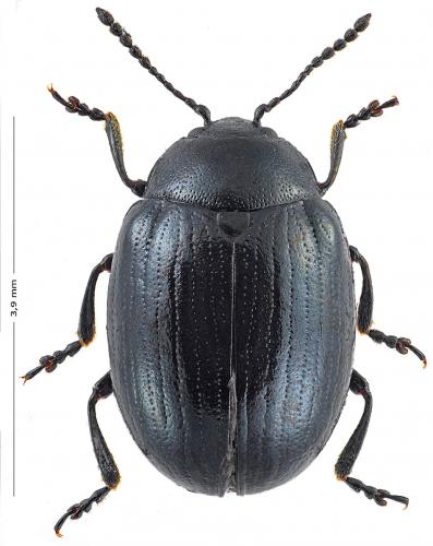 Phaedon armoraciae