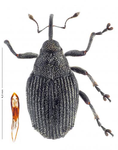 Ceutorhynchus obstrictus