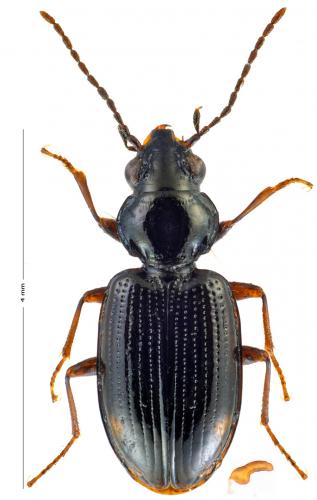 Réf. 155 953 : Bembidion lunulatum
