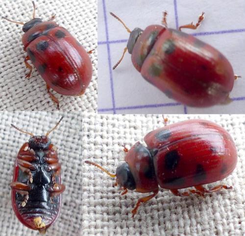 Gonioctena decemnotata