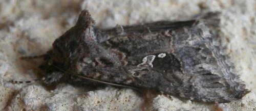 Trichoplusia ni