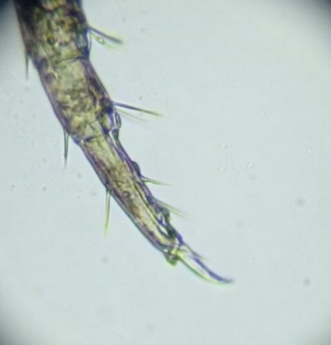 Nemasoma varicorne